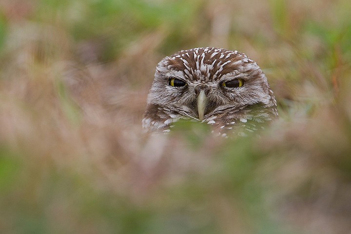 Kaninchenkauz Athene cunicularia Burrowing Owl